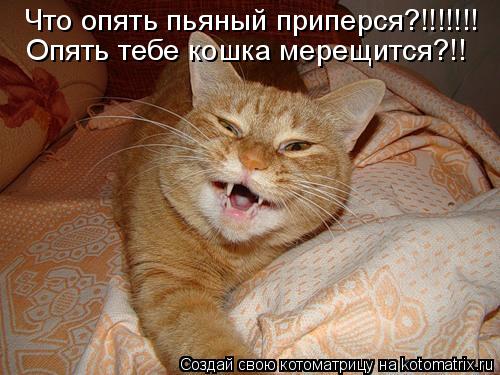 Что опять пьяный приперся?!!!!!!! Опять тебе кошка мерещится?!!... Котоматрица: Что опять пьяный приперся?!!!!!!! Опять тебе кошка мерещится?!!