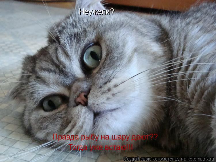 Неужели? Правда рыбу на шару дают?? Тогда уже встаю!!!... Котоматрица: Неужели? Правда рыбу на шару дают?? Тогда уже встаю!!!