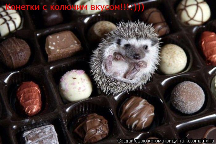 Конетки с колючим вкусом!!!:)))... Котоматрица: Конетки с колючим вкусом!!!:)))