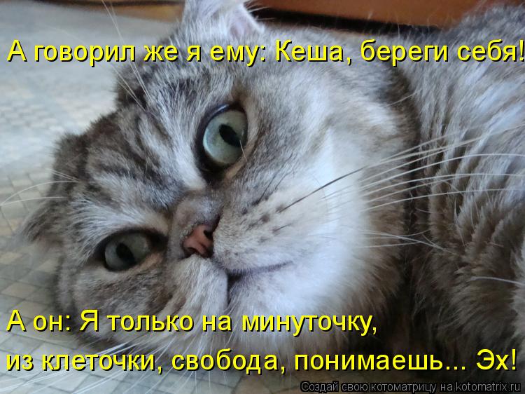 А говорил же я ему: Кеша, береги себя! А он: Я только на минуточку, из клеточки, свобода, понимаешь.... Котоматрица: А говорил же я ему: Кеша, береги себя! А он: Я только на минуточку, из клеточки, свобода, понимаешь... Эх!