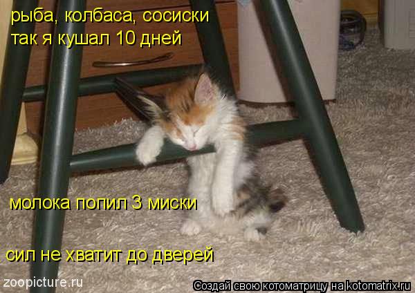 рыба, колбаса, сосиски так я кушал 10 дней молока попил 3 миски сил не хватит до дверей... Котоматрица: рыба, колбаса, сосиски так я кушал 10 дней молока попил 3 миски сил не хватит до дверей