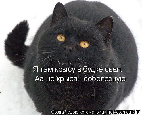 Аа не крыса...соболезную. Я там крысу в будке сьел.... Котоматрица: Аа не крыса...соболезную. Я там крысу в будке сьел.