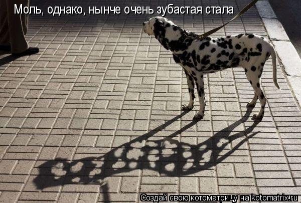 Моль, однако, нынче очень зубастая стала... Котоматрица: Моль, однако, нынче очень зубастая стала