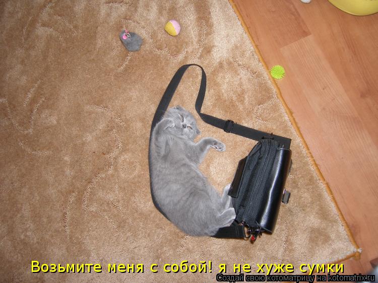 Возьмите меня с собой! я не хуже сумки... Котоматрица: Возьмите меня с собой! я не хуже сумки