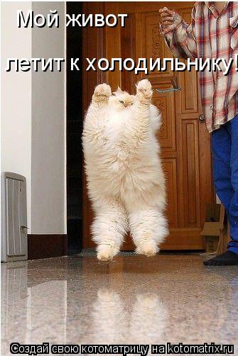 Мой живот летит к холодильнику!... Котоматрица: Мой живот летит к холодильнику!