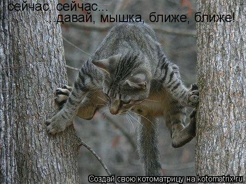 сейчас, сейчас... ...давай, мышка, ближе, ближе!... Котоматрица: сейчас, сейчас... ...давай, мышка, ближе, ближе!