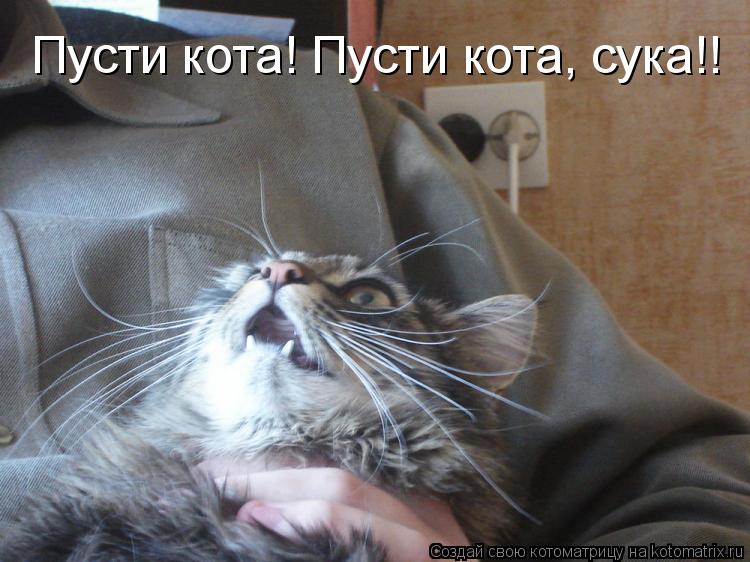 Пусти кота! Пусти кота, сука!!... Котоматрица: Пусти кота! Пусти кота, сука!!