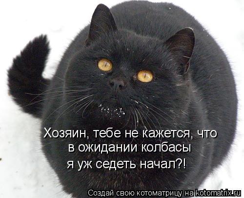 Хозяин, тебе не кажется, что в ожидании колбасы я уж седеть начал?!... Котоматрица: Хозяин, тебе не кажется, что в ожидании колбасы я уж седеть начал?!