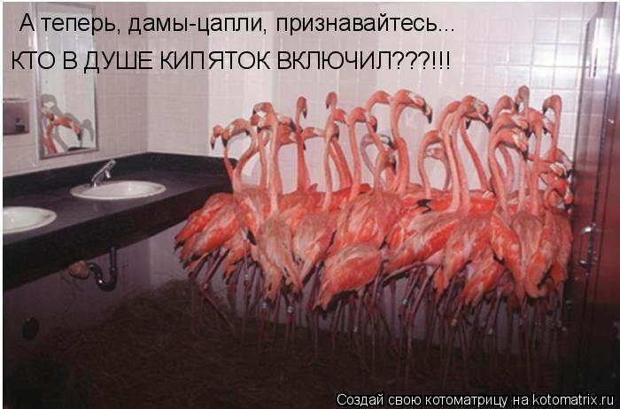 А теперь, дамы-цапли, признавайтесь... КТО В ДУШЕ КИПЯТОК ВКЛЮЧИЛ???!!!... Котоматрица: А теперь, дамы-цапли, признавайтесь... КТО В ДУШЕ КИПЯТОК ВКЛЮЧИЛ???!!!