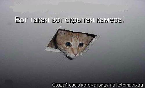 Вот такая вот скрытая камера!... Котоматрица: Вот такая вот скрытая камера!