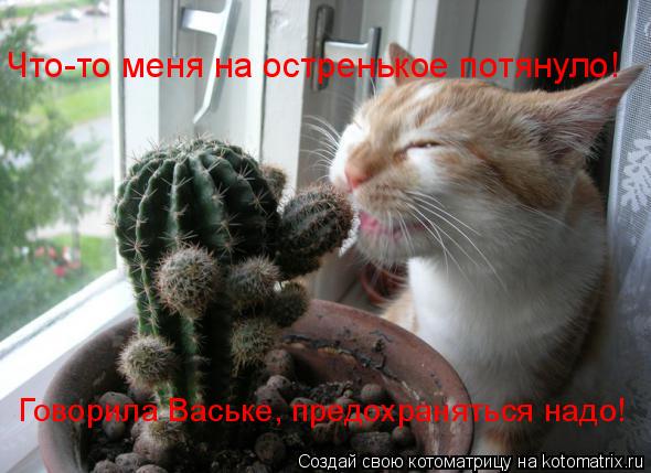 Что-то меня на остренькое потянуло! Говорила Ваське, предохраняться надо!... Котоматрица: Что-то меня на остренькое потянуло! Говорила Ваське, предохраняться надо!