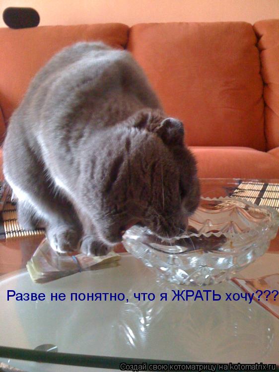 Разве не понятно, что я ЖРАТЬ хочу???... Котоматрица: Разве не понятно, что я ЖРАТЬ хочу???