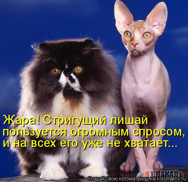 Жара! Стригущий лишай пользуется огромным спросом, и на всех его уже не хватает...... Котоматрица: Жара! Стригущий лишай пользуется огромным спросом, и на всех его уже не хватает...