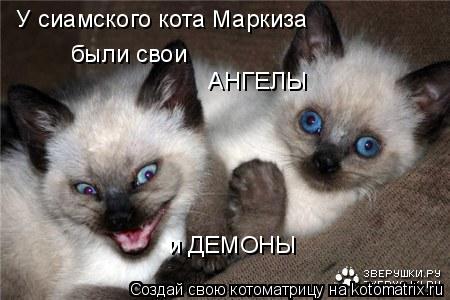 У сиамского кота Маркиза были свои АНГЕЛЫ и ДЕМОНЫ... Котоматрица: У сиамского кота Маркиза были свои АНГЕЛЫ и ДЕМОНЫ