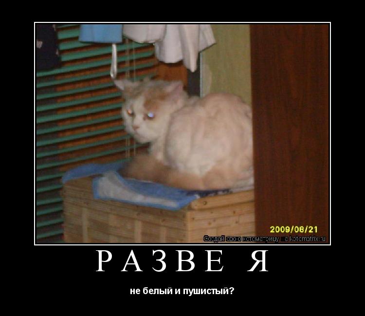 разве я не белый и пушистый?... Котоматрица: разве я не белый и пушистый?
