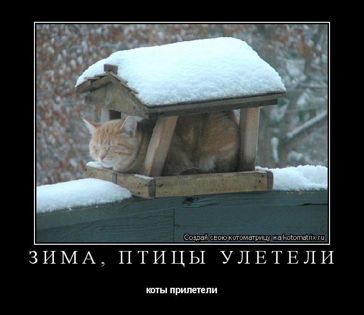 зима, птицы улетели коты прилетели... Котоматрица: зима, птицы улетели коты прилетели