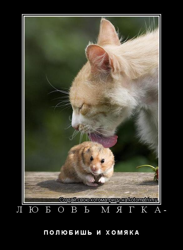 Л Ю Б О В Ь М Я Г К А- П О Л Ю Б И Ш Ь И Х О М Я К А... Котоматрица: Л Ю Б О В Ь М Я Г К А- П О Л Ю Б И Ш Ь И Х О М Я К А