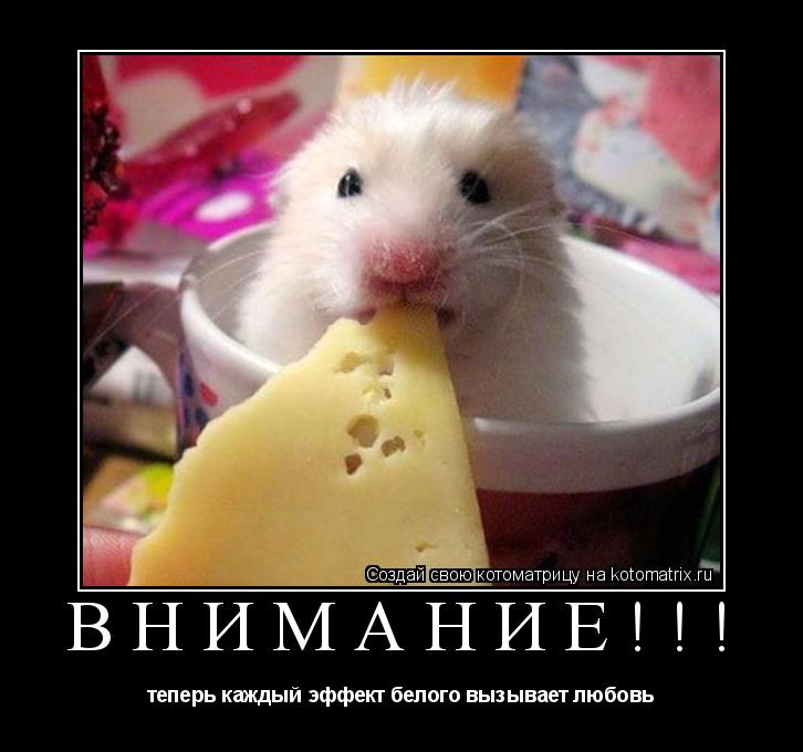 Внимание!!! теперь каждый эффект белого вызывает любовь... Котоматрица: Внимание!!! теперь каждый эффект белого вызывает любовь