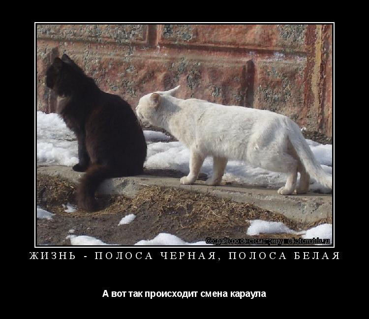 Жизнь - полоса черная, полоса белая А вот так происходит смена караула... Котоматрица: Жизнь - полоса черная, полоса белая А вот так происходит смена караула