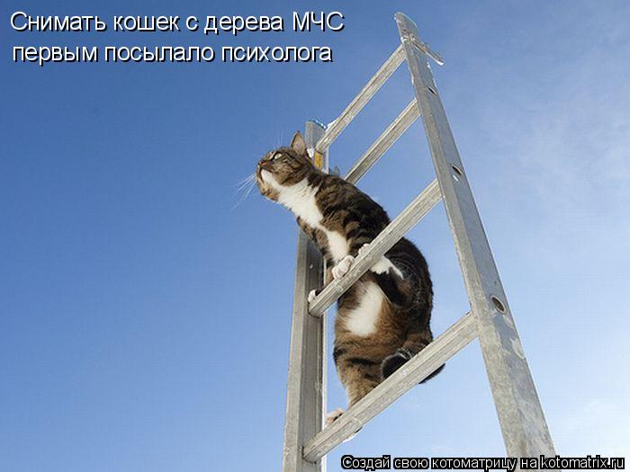Котоматрица: первым посылало психолога Снимать кошек с дерева МЧС