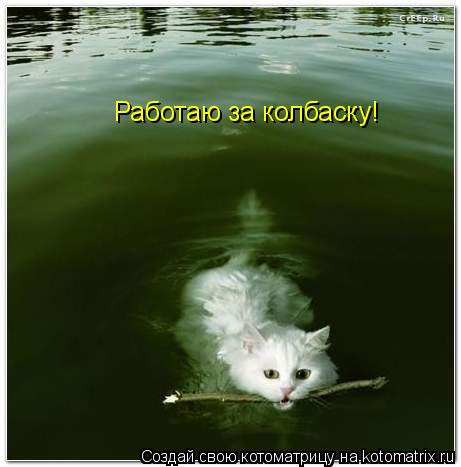 Работаю за колбаску!... Котоматрица: Работаю за колбаску!