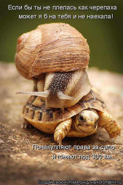 Если бы ты не плелась как черепаха может я б на тебя и не наехала! Понакупляют права за сало и гоняю... Котоматрица: Если бы ты не плелась как черепаха может я б на тебя и не наехала! Понакупляют права за сало и гоняют под 300 км...
