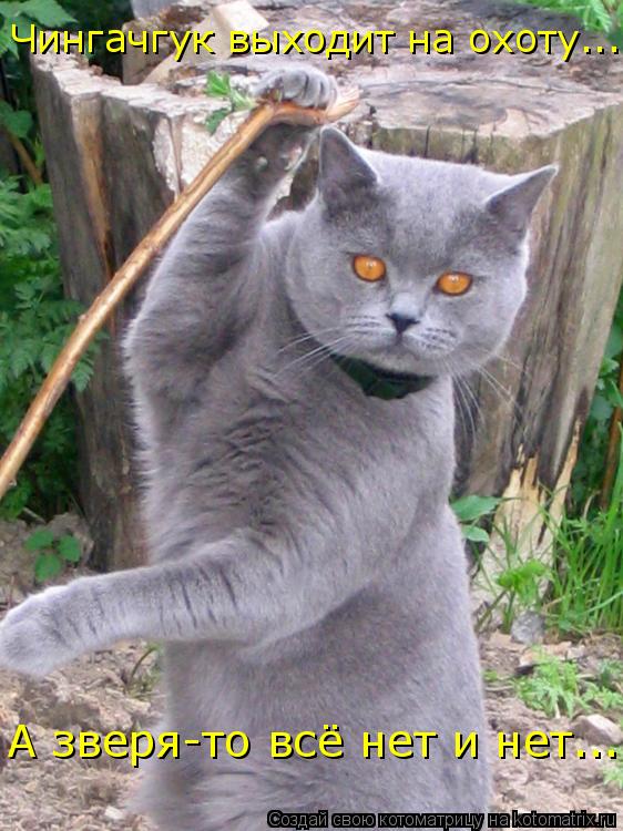 Чингачгук выходит на охоту... А зверя-то всё нет и нет...... Котоматрица: Чингачгук выходит на охоту... А зверя-то всё нет и нет...