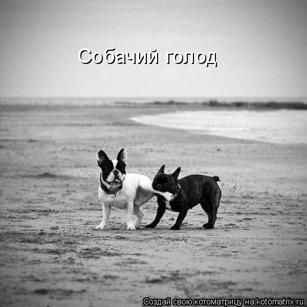 Собачий голод... Котоматрица: Собачий голод