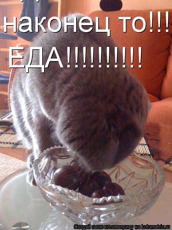наконец то!!! ЕДА!!!!!!!!!! ЕДА!!!!!!!!!!... Котоматрица: наконец то!!! ЕДА!!!!!!!!!! ЕДА!!!!!!!!!!