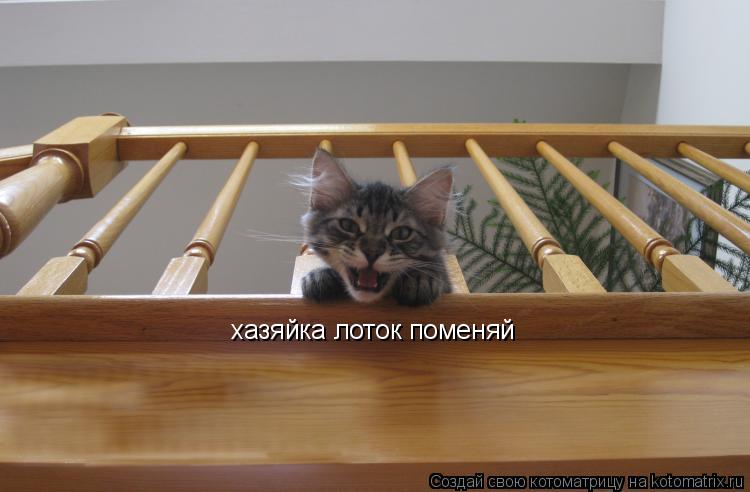 хазяйка лоток поменяй... Котоматрица: хазяйка лоток поменяй