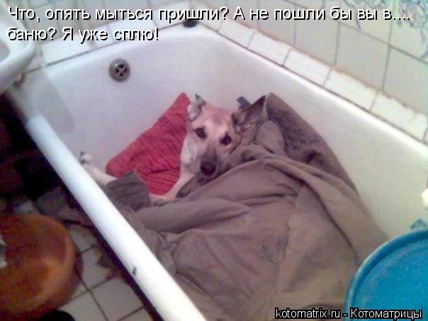 Что, опять мыться пришли? А не пошли бы вы в.... баню? Я уже сплю!... Котоматрица: Что, опять мыться пришли? А не пошли бы вы в.... баню? Я уже сплю!