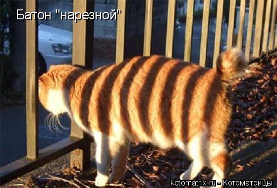 Батон "нарезной"... Котоматрица: Батон "нарезной"