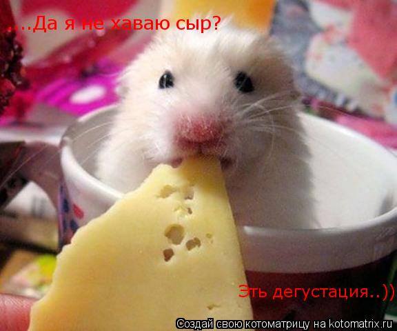 ....Да я не хаваю сыр? Эть дегустация..))... Котоматрица: ....Да я не хаваю сыр? Эть дегустация..))