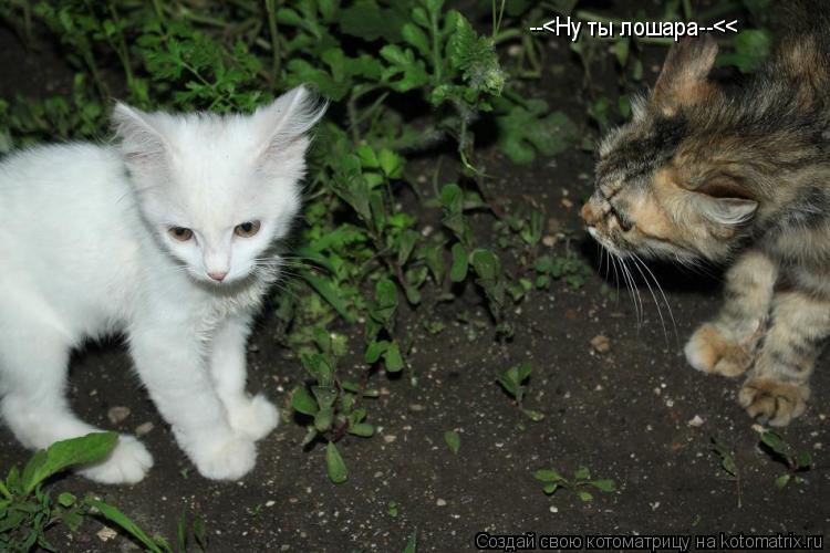 --<Ну ты лошара--<<... Котоматрица: --<Ну ты лошара--<<