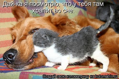 Дай-ка я посмотрю, что у тебя там храпит во сне.... Котоматрица: Дай-ка я посмотрю, что у тебя там храпит во сне.