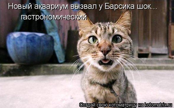 Новый аквариум вызвал у Барсика шок... гастрономический... Котоматрица: Новый аквариум вызвал у Барсика шок... гастрономический