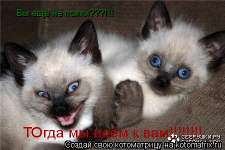 Вы ещё не психи???!!! ТОгда мы идём к вам!!!!!!!!... Котоматрица: Вы ещё не психи???!!! ТОгда мы идём к вам!!!!!!!!