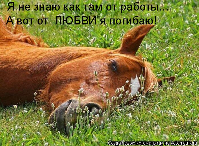 Я не знаю как там от работы... А вот от ЛЮБВИ я погибаю!... Котоматрица: Я не знаю как там от работы... А вот от ЛЮБВИ я погибаю!