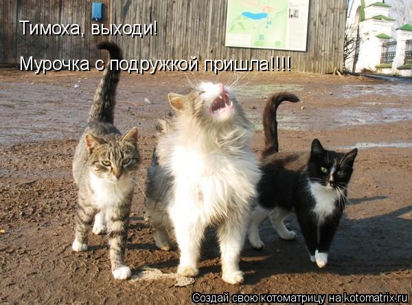 Мурочка с подружкой пришла!!!! Тимоха, выходи!... Котоматрица: Мурочка с подружкой пришла!!!! Тимоха, выходи!