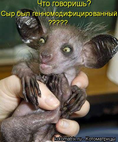 Что говоришь? Сыр был генномодифицированный ?????... Котоматрица: Что говоришь? Сыр был генномодифицированный ?????