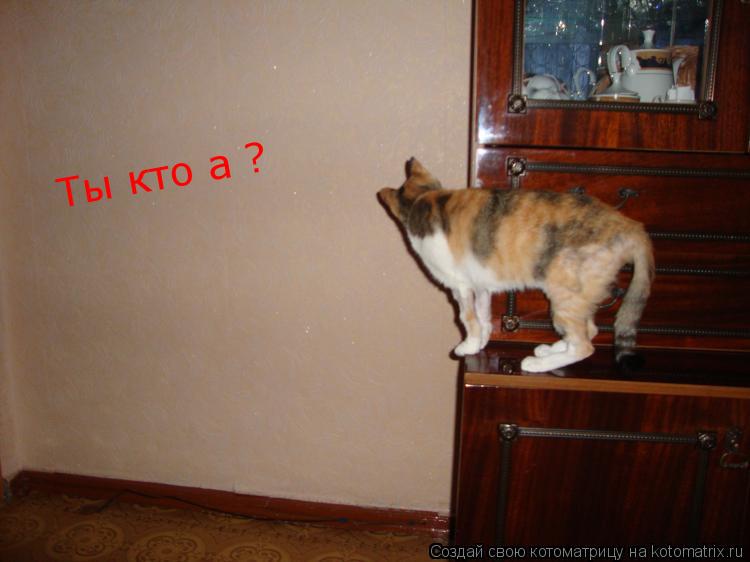 Ты кто а ?... Котоматрица: Ты кто а ?