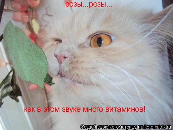 розы...розы... как в этом звуке много витаминов!... Котоматрица: розы...розы... как в этом звуке много витаминов!