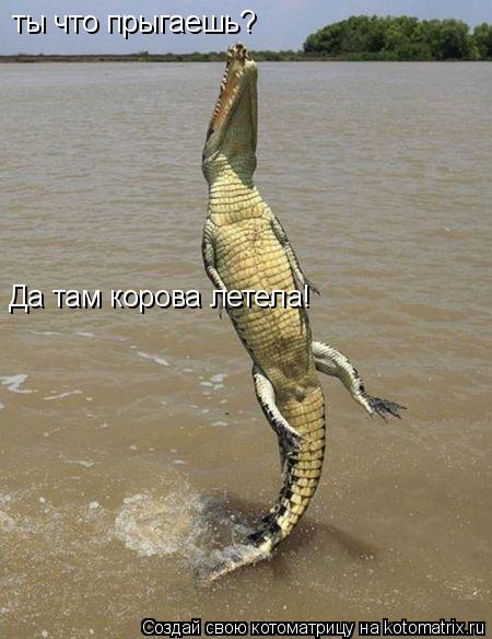 ты что прыгаешь? ты что прыгаешь? Да там корова летела!... Котоматрица: ты что прыгаешь? ты что прыгаешь? Да там корова летела!