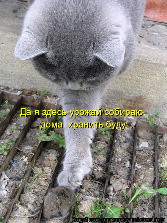 Да я здесь урожай собираю, дома хранить буду...... Котоматрица: Да я здесь урожай собираю, дома хранить буду...