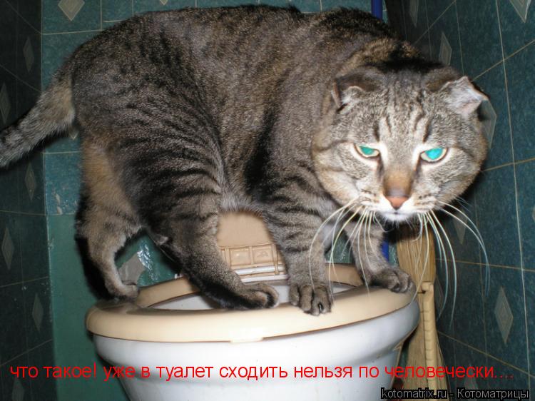 что такое! уже в туалет сходить нельзя по человечески....... Котоматрица: что такое! уже в туалет сходить нельзя по человечески....