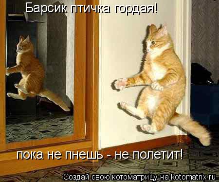 Барсик птичка гордая! пока не пнешь - не полетит!... Котоматрица: Барсик птичка гордая! пока не пнешь - не полетит!
