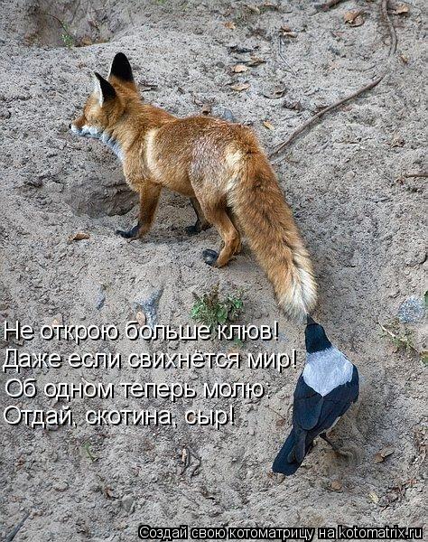 Не открою больше клюв! Даже если свихнётся мир! Об одном теперь молю: Отдай, скотина, сыр!... Котоматрица: Не открою больше клюв! Даже если свихнётся мир! Об одном теперь молю: Отдай, скотина, сыр!
