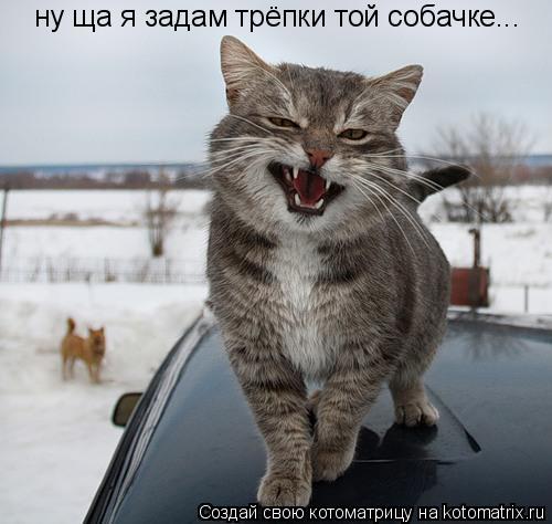 ну ща я задам трёпки той собачке...... Котоматрица: ну ща я задам трёпки той собачке...