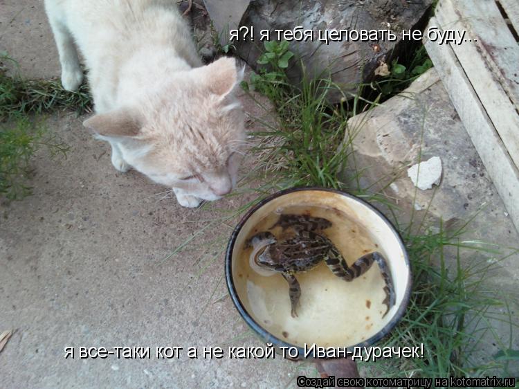 я?! я тебя целовать не буду... я все-таки кот а не какой то Иван-дурачек!... Котоматрица: я?! я тебя целовать не буду... я все-таки кот а не какой то Иван-дурачек!