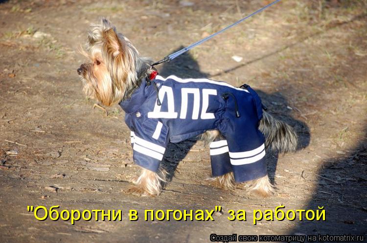 "Оборотни в погонах" за работой... Котоматрица: "Оборотни в погонах" за работой